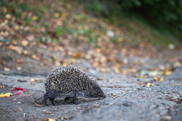 4-1大胜后的双面红魔：一场狂胜，暴露曼联争四的期望与脆弱！