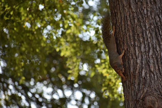西亚卡姆和杰克逊半场均得分上双，二人合砍27分